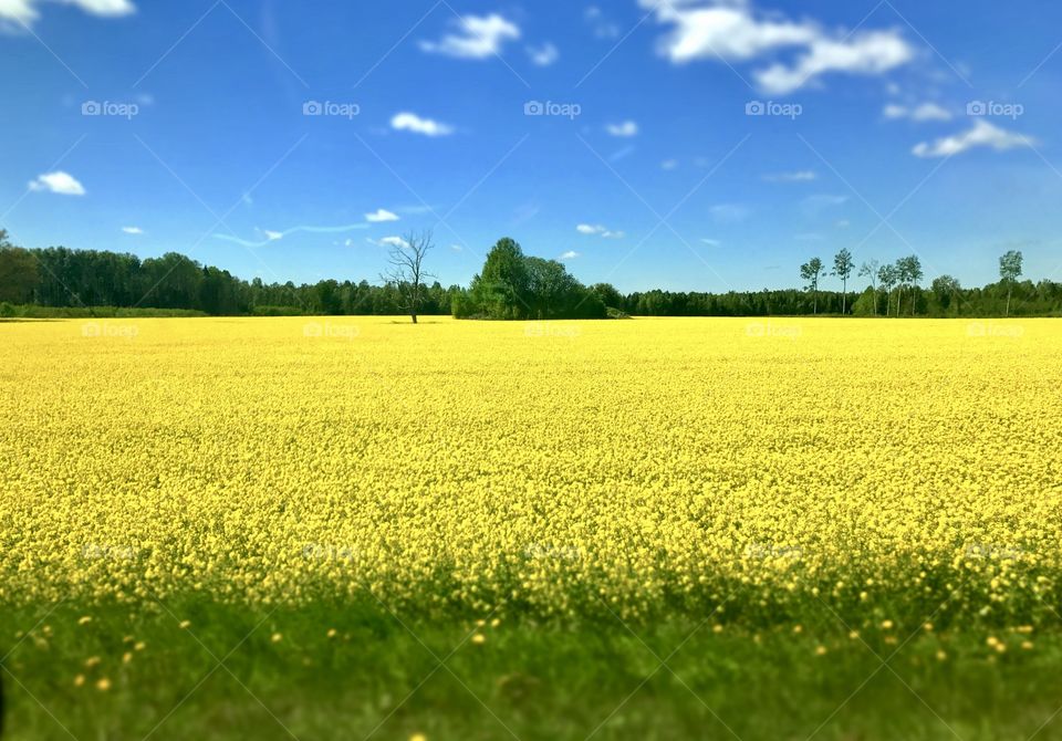 Beautiful rapeseed field sunny summer