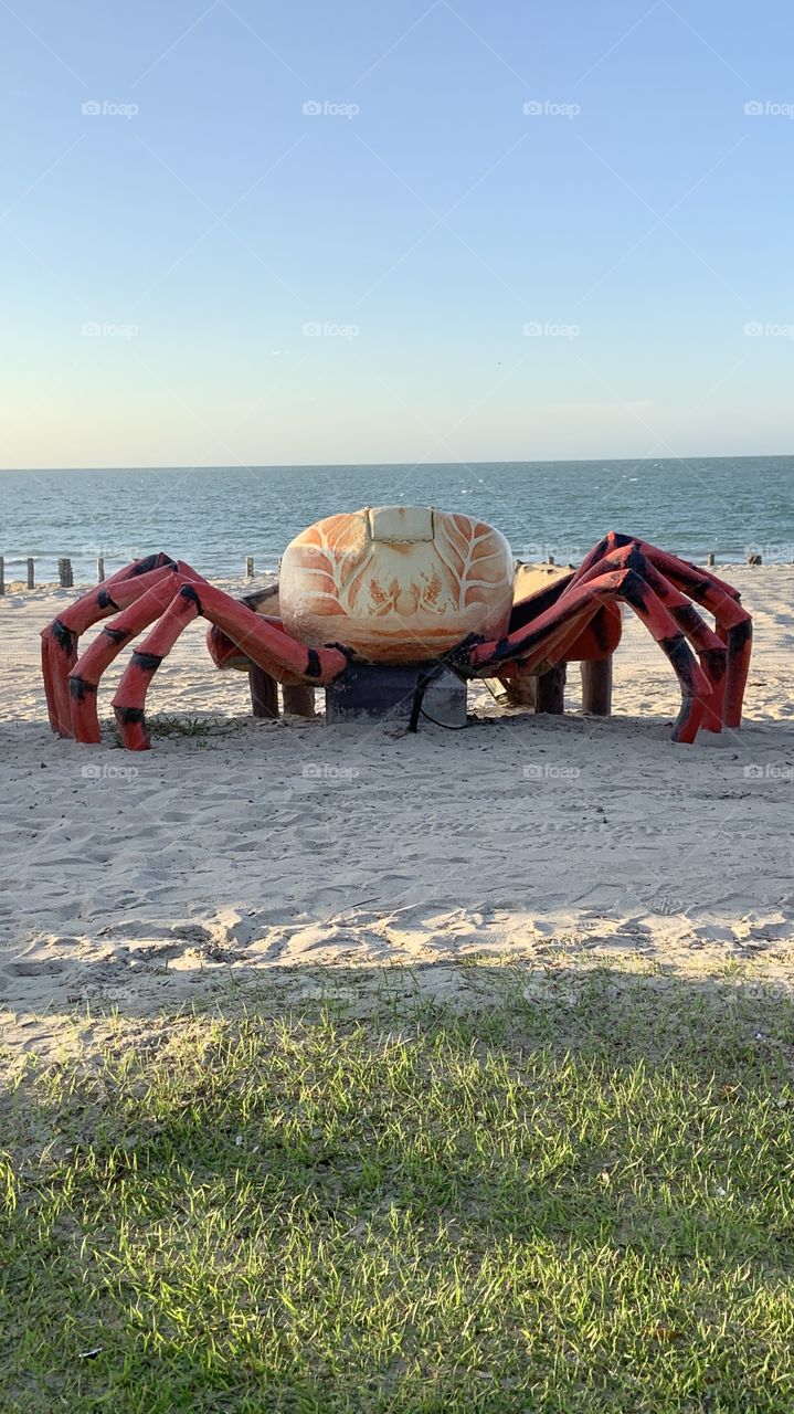 Big crab on the beach 