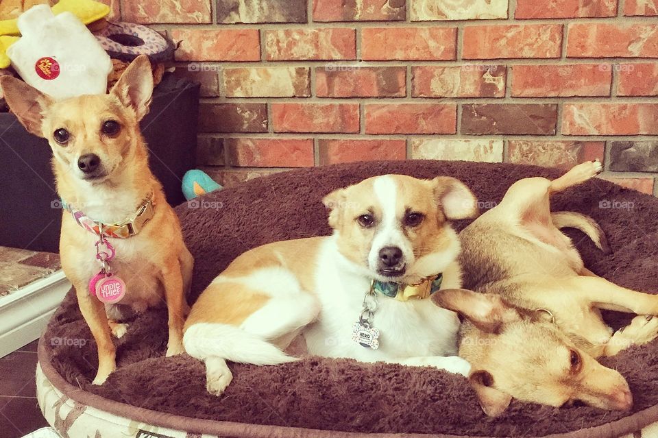 Three cheeky monkeys