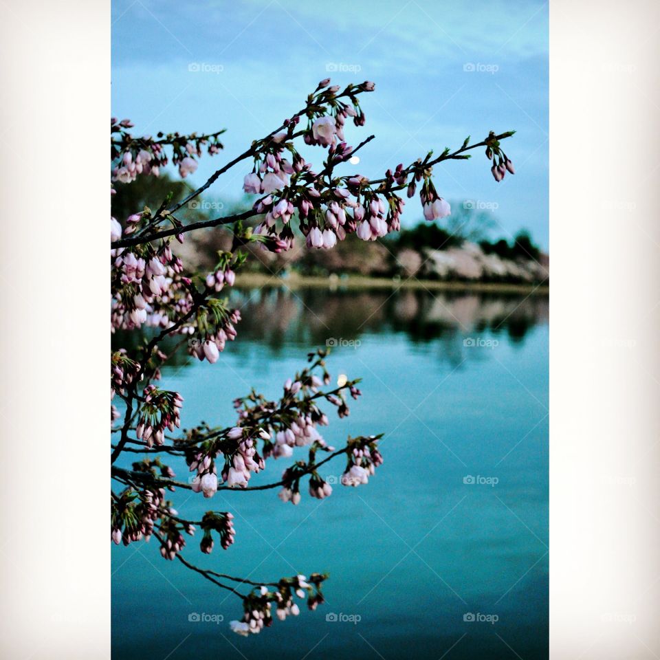 Blossom. Cherry Blossoms at sunrise in Washington, D.C.