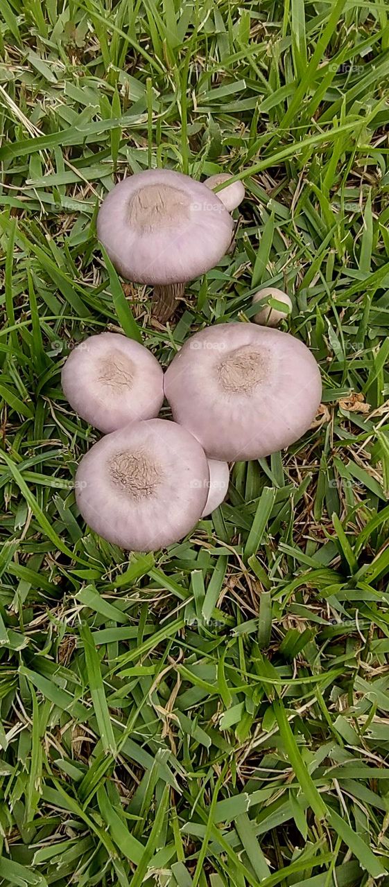 A fungi adventure, cogumelos, natureza, beleza, fotografia,modo macro.