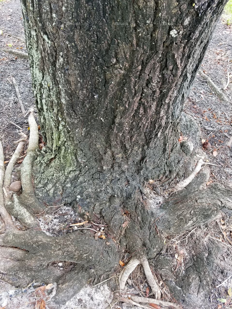 Tree. roots. nature..