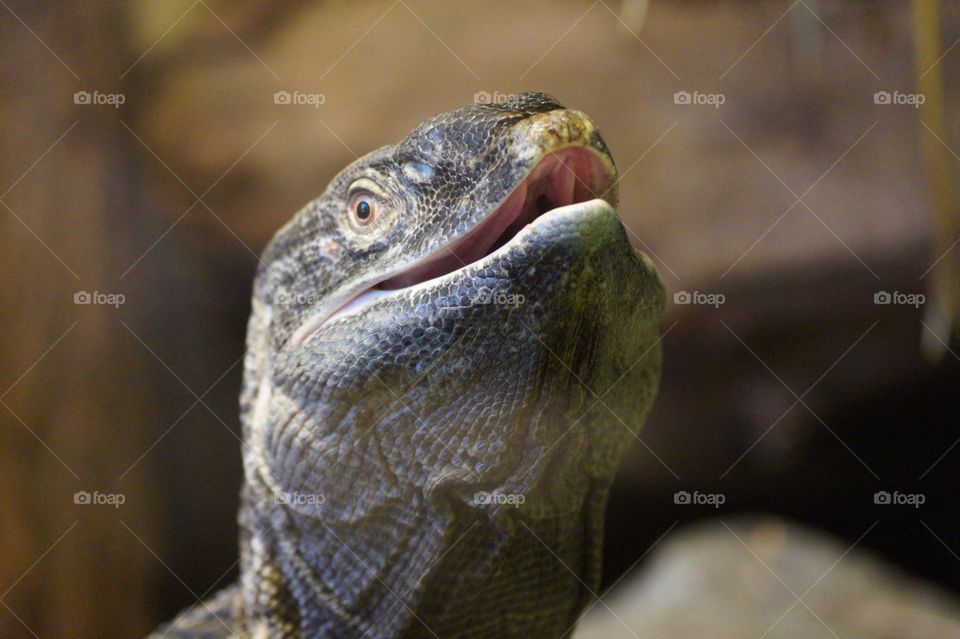 Happy Lizard