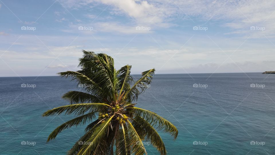 Coconut tree near the ocean