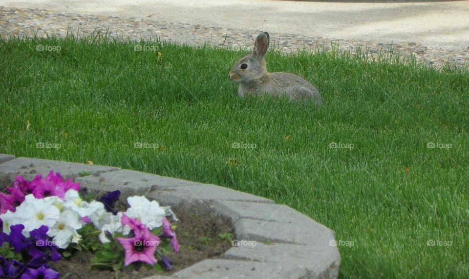 Side view of a little, cute, brown and white bunny rabbit, sitting in lush green grass, as it’s trying to hide behind a grey stone planter with pink and white flowers