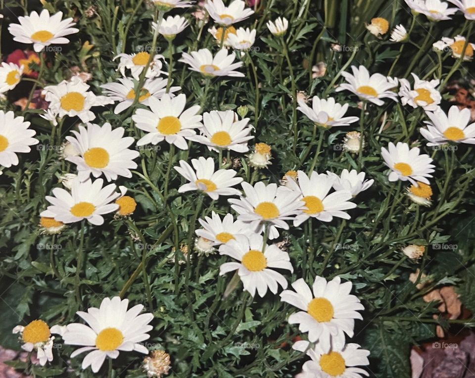 A garden full of white daisies. 