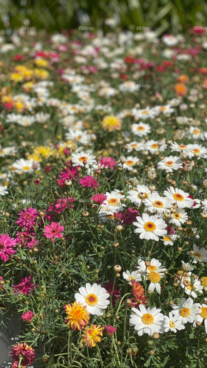 Colorful wild flower