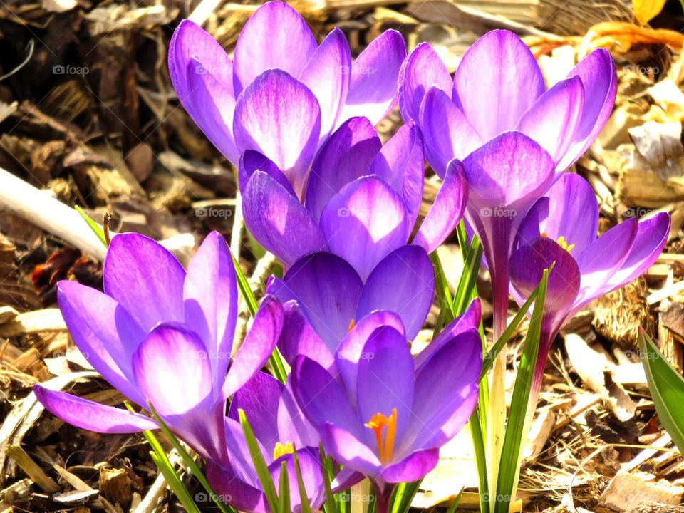 Spring crocus