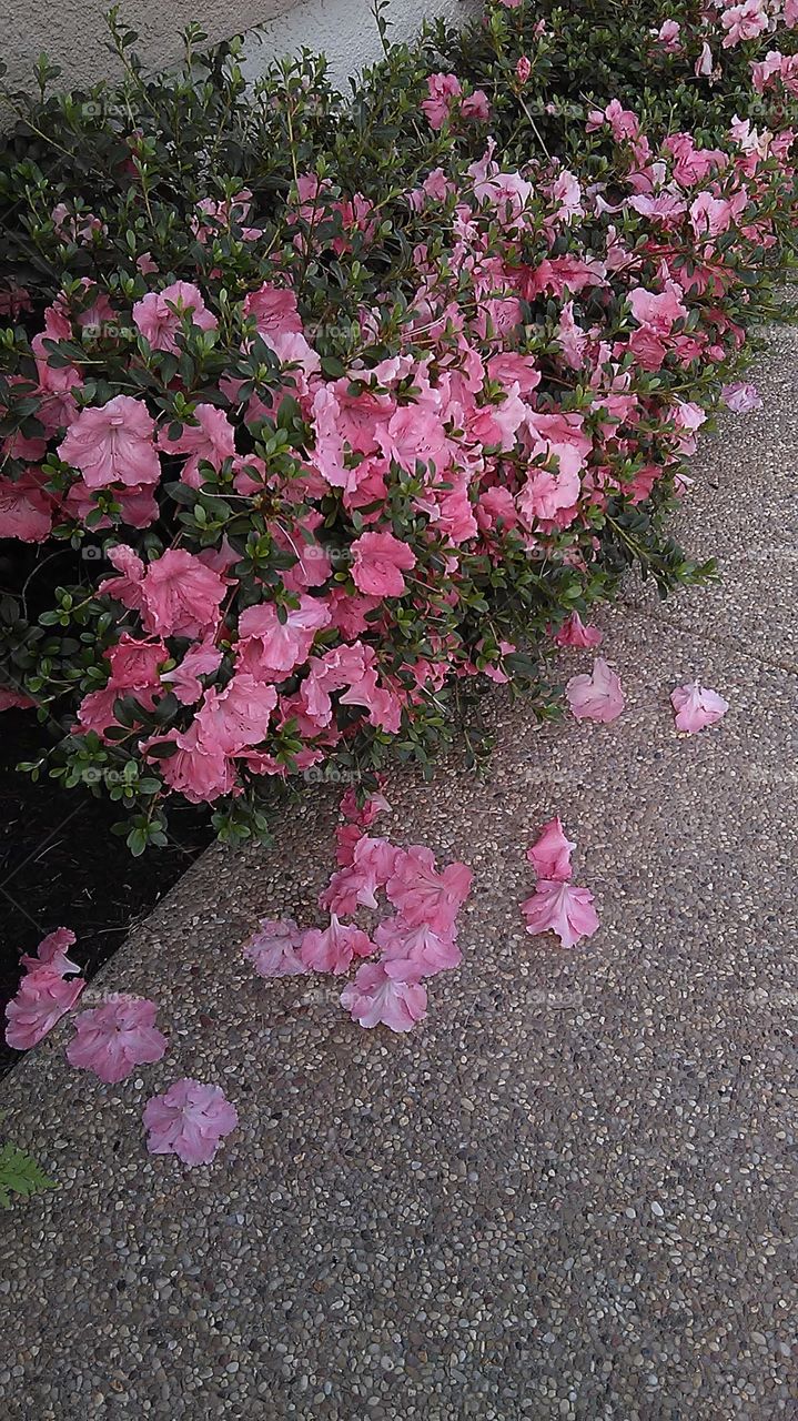 Fallen beauty. I was walking along the pathway