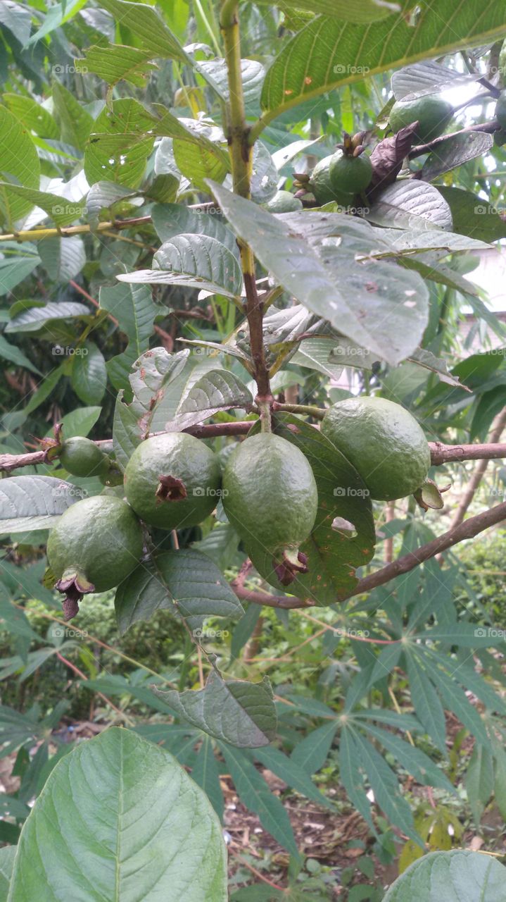 guava stone