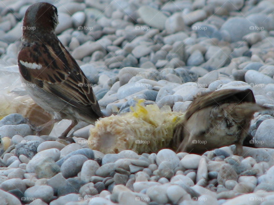 sparrows on the beach