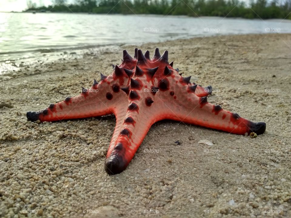 Starfish