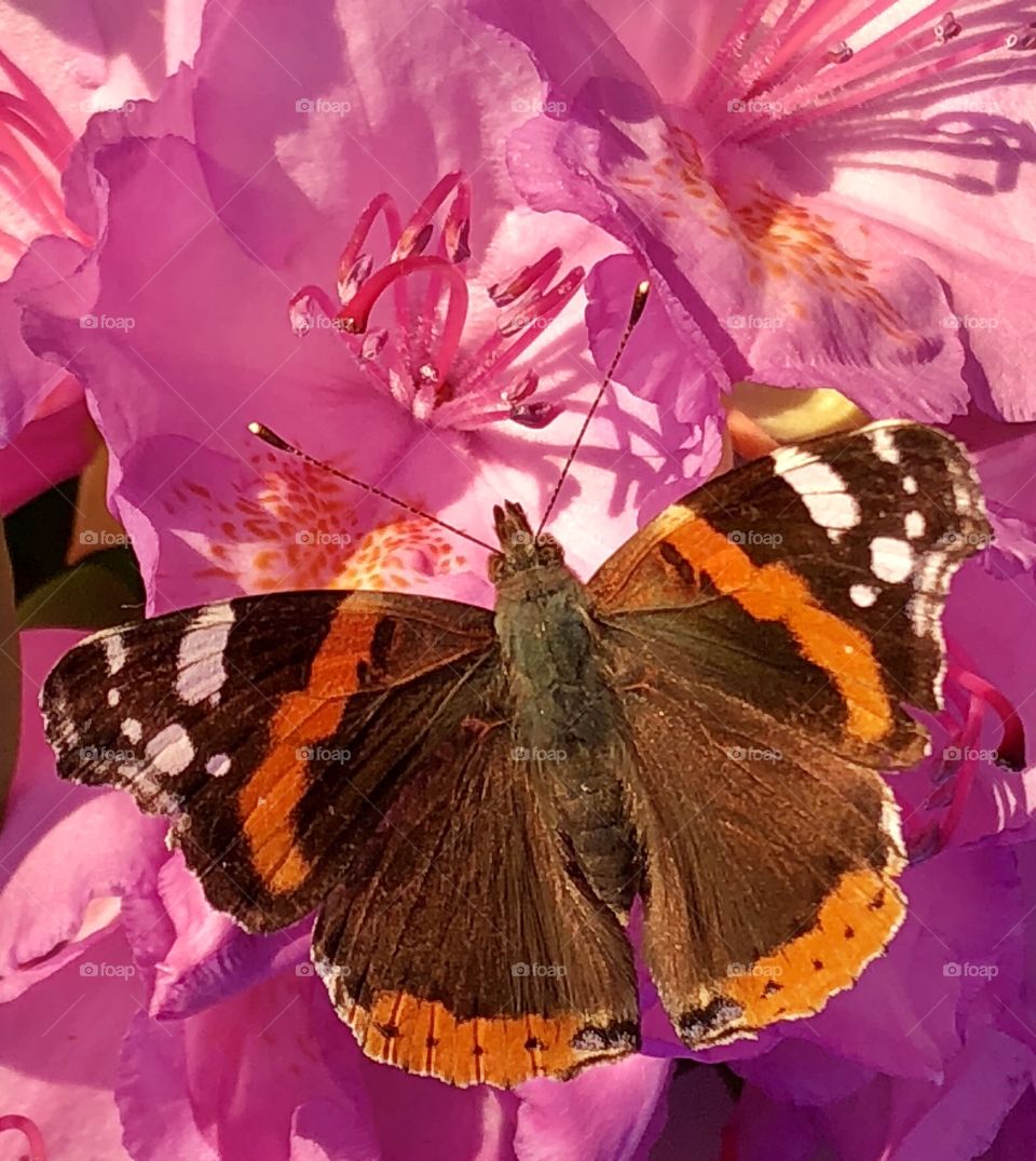 A beautiful butterfly visiting a rhododendro
