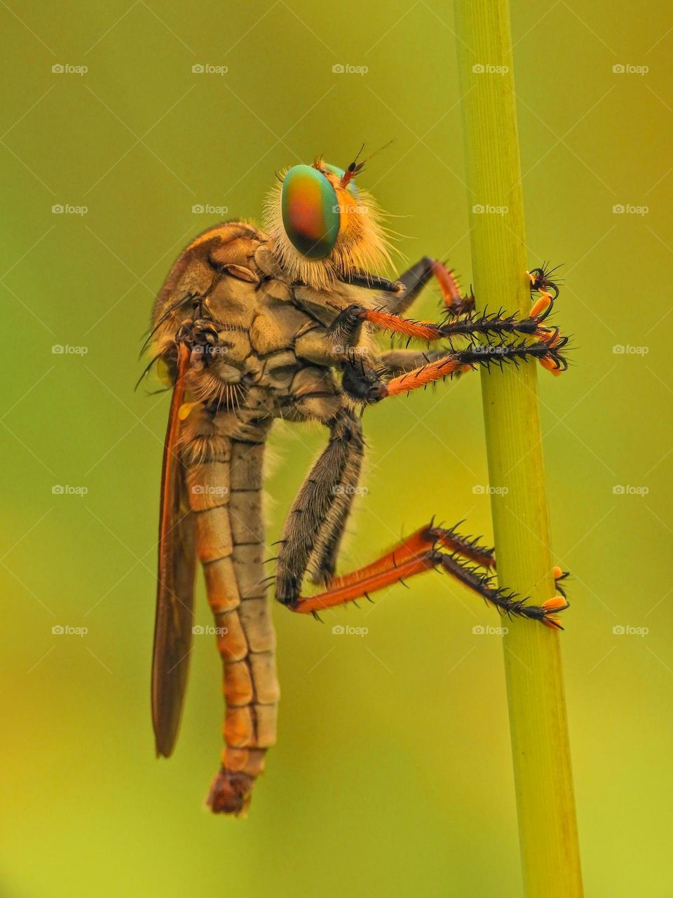 Robberfly of Rainbow ready for hunt the prey