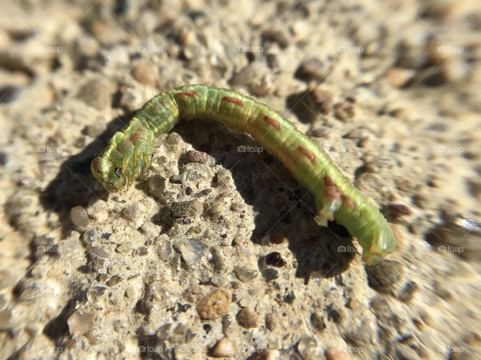 Macro inchworm