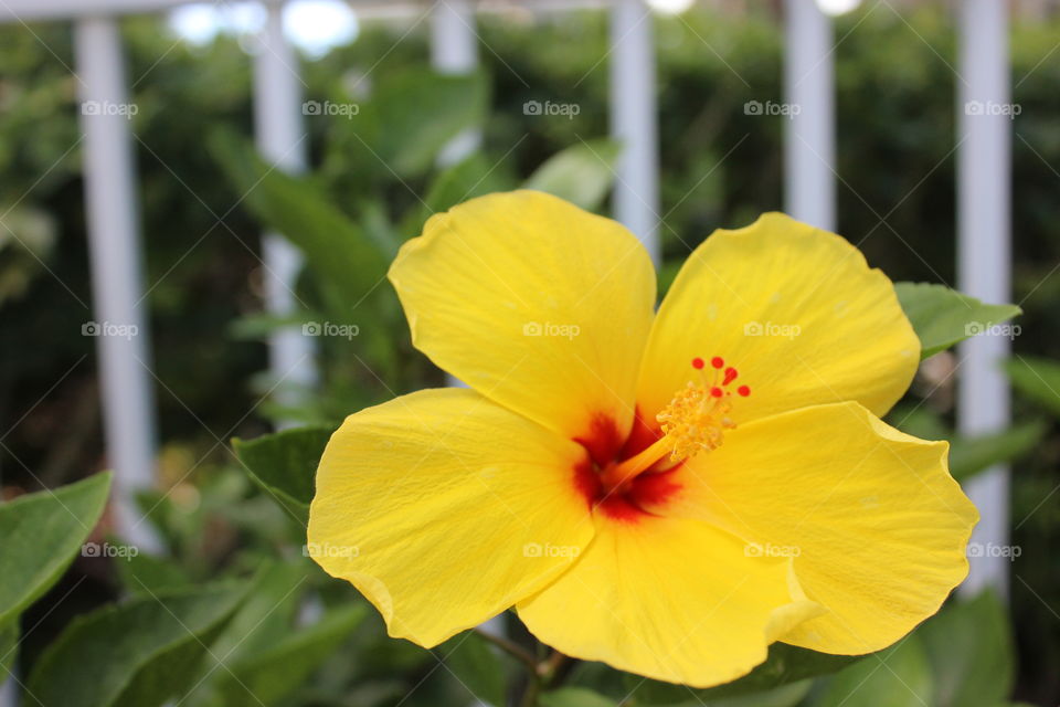 Close-up of fresh yellow hibiscus flower