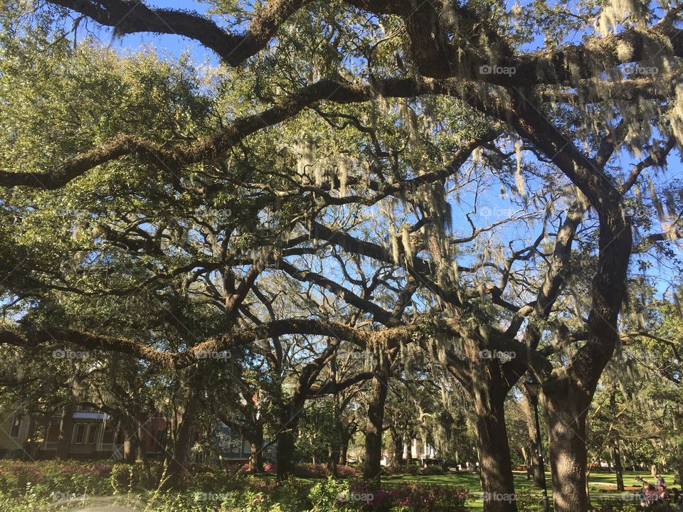 Savannah Oak