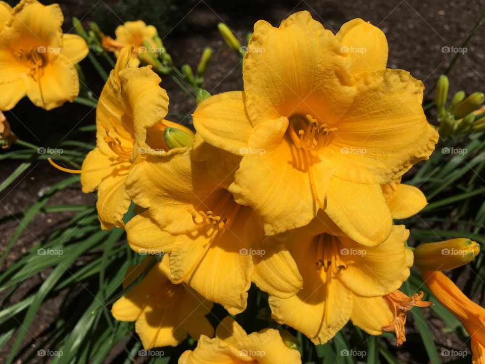 Dark yellow lilies 