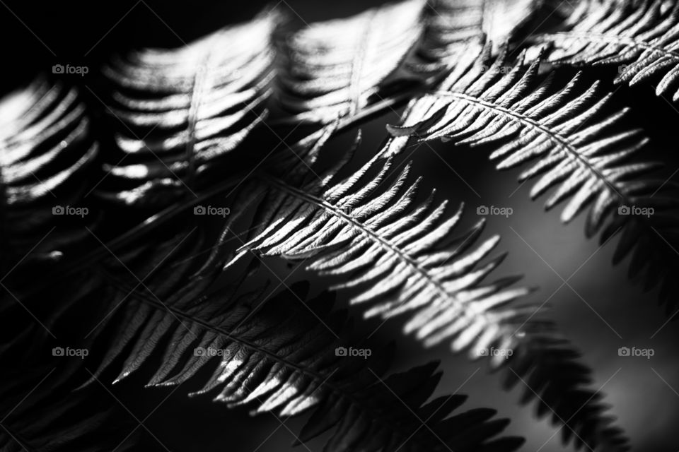 Fern leaves monochrome