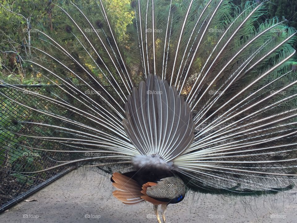 Peacock butt