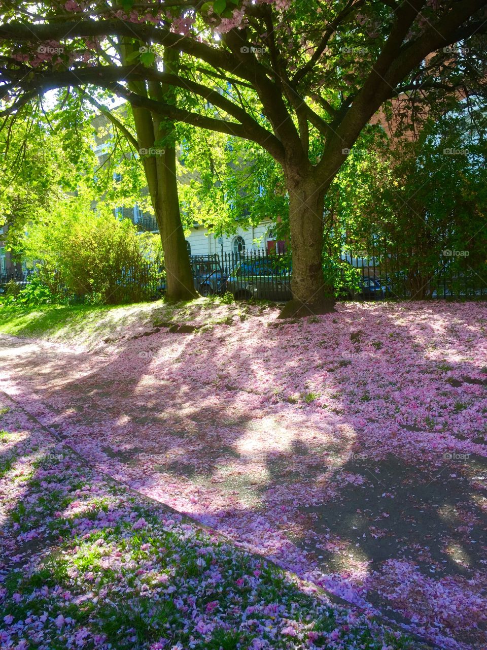 Flower, Garden, Park, Nature, Tree