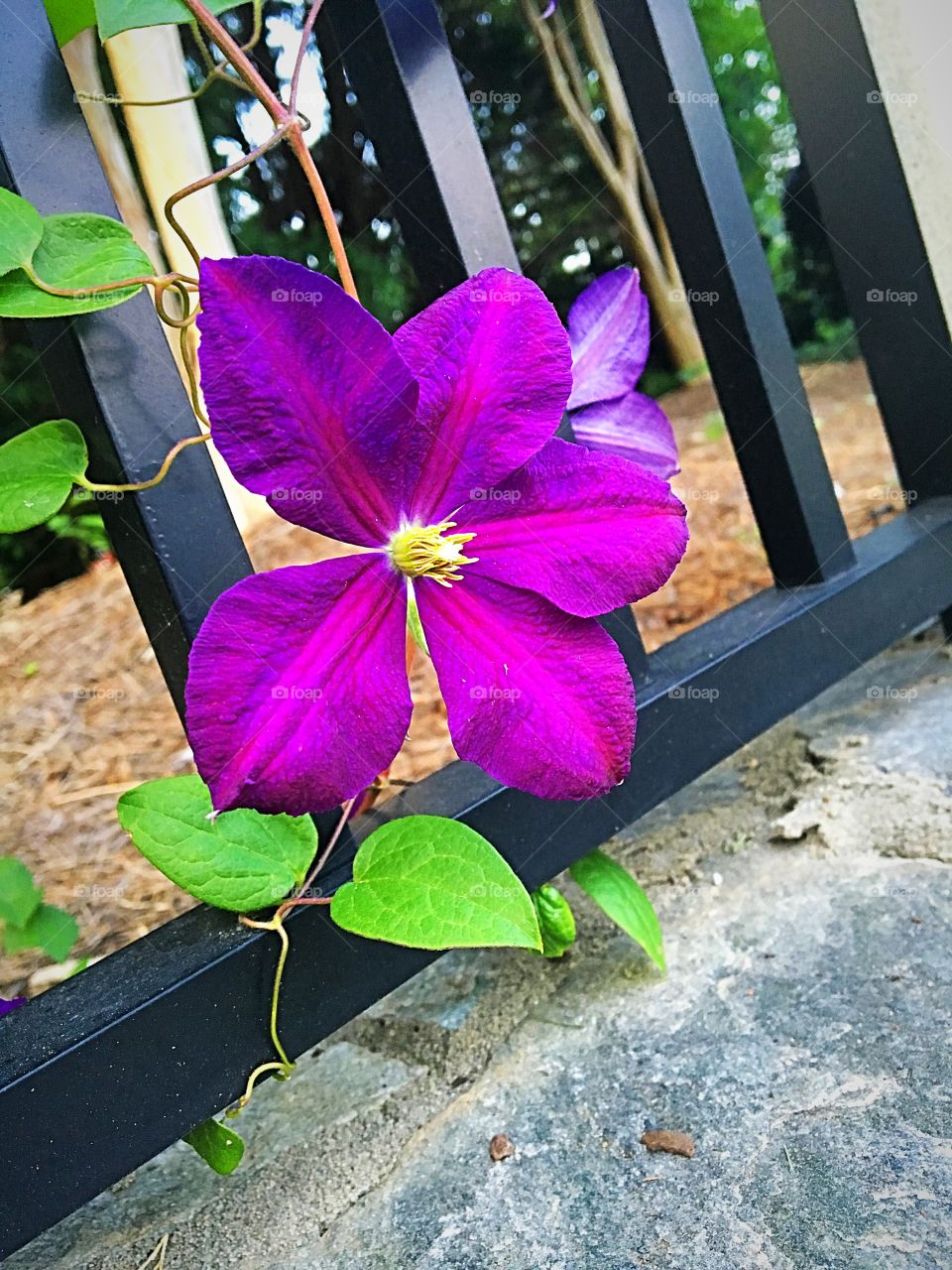 Cute purple flower by the neighborhood entrance 