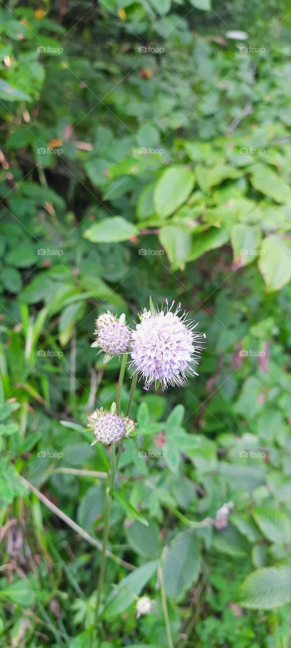 beautiful flowers