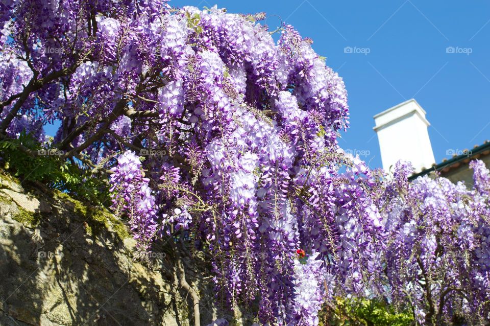 wisteria tree in full bloom