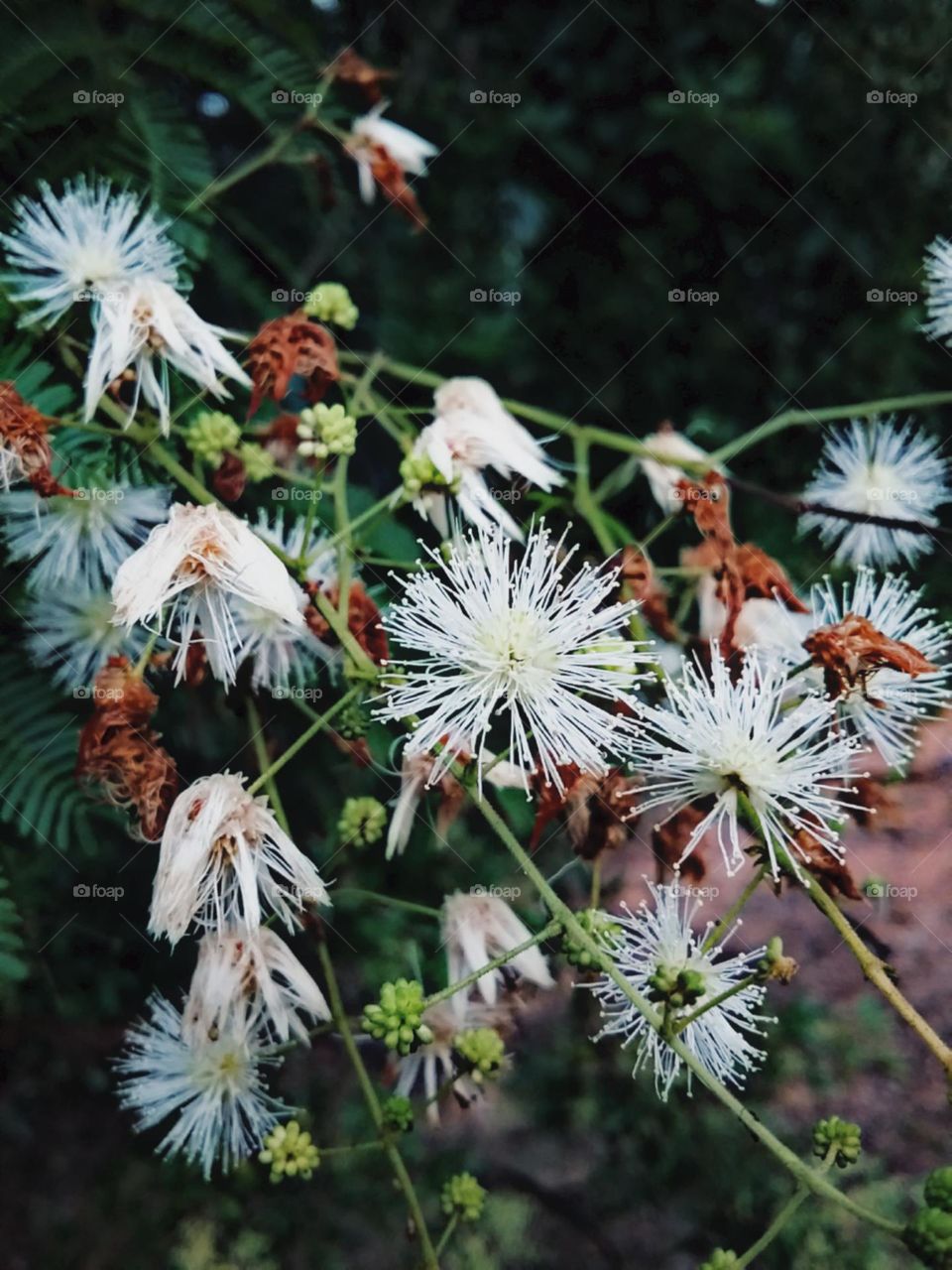Perfumadas e molhadas flores comuns