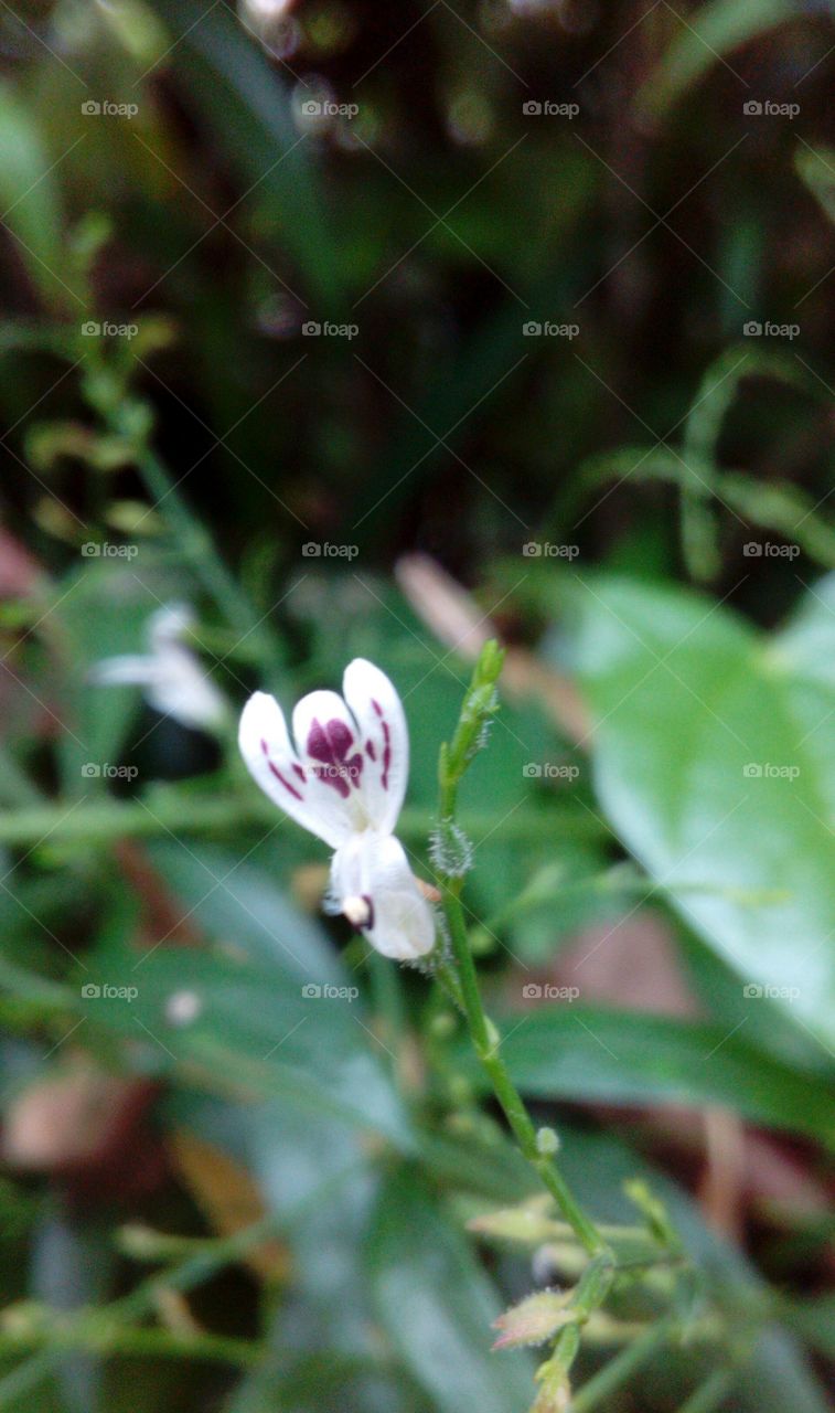 Flower Close