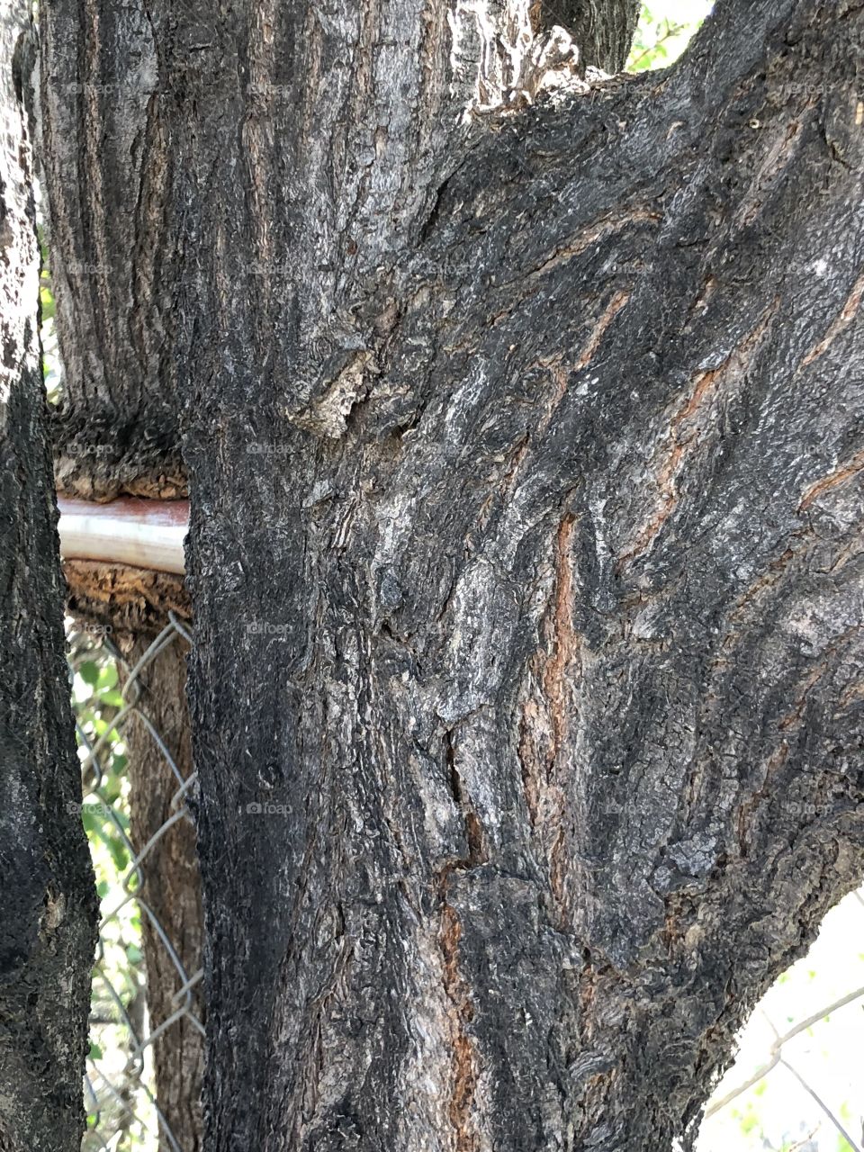Tree grown into my fence