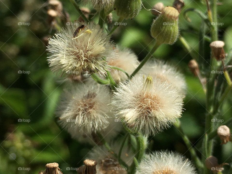 Spring weeds