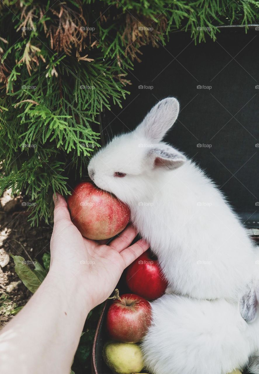 rabbit apple summer