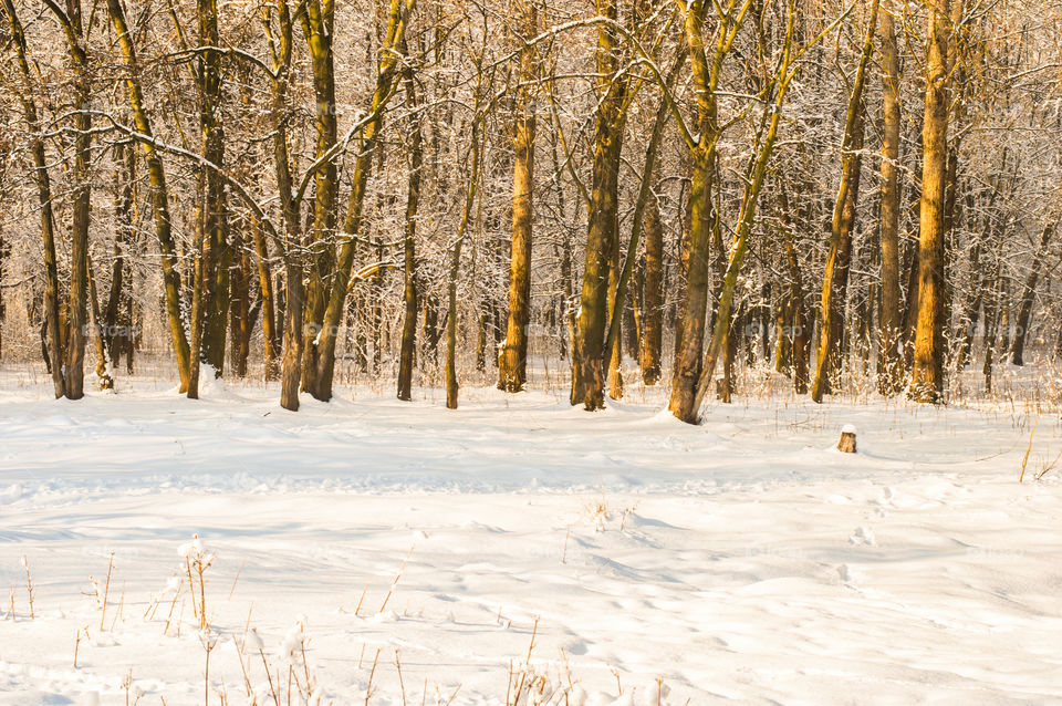 Trees in winter