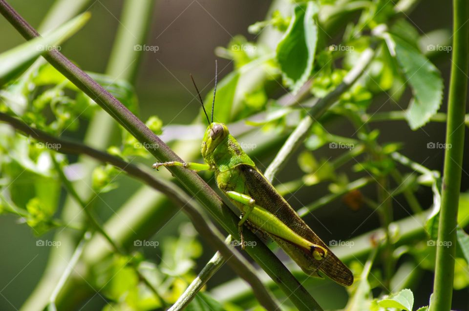 Grasshopper