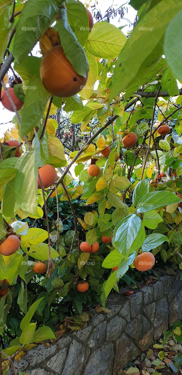 persimmon tree