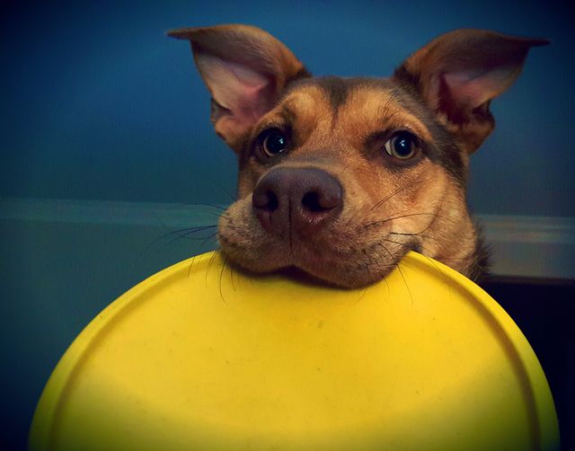 Paris loves her Frisbee