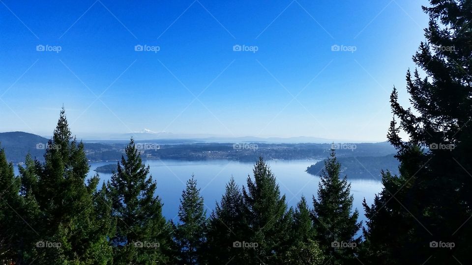 Scenics view of forest