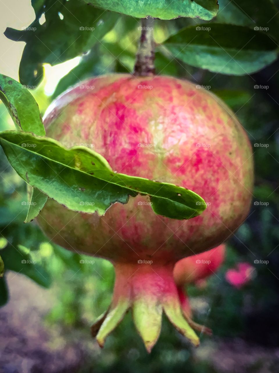 Not yet ripe pomegranate on tree closeup