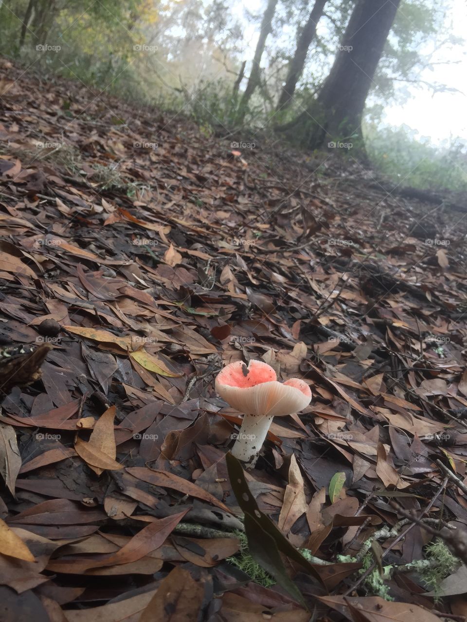Lonely mushroom in the big Forrest 