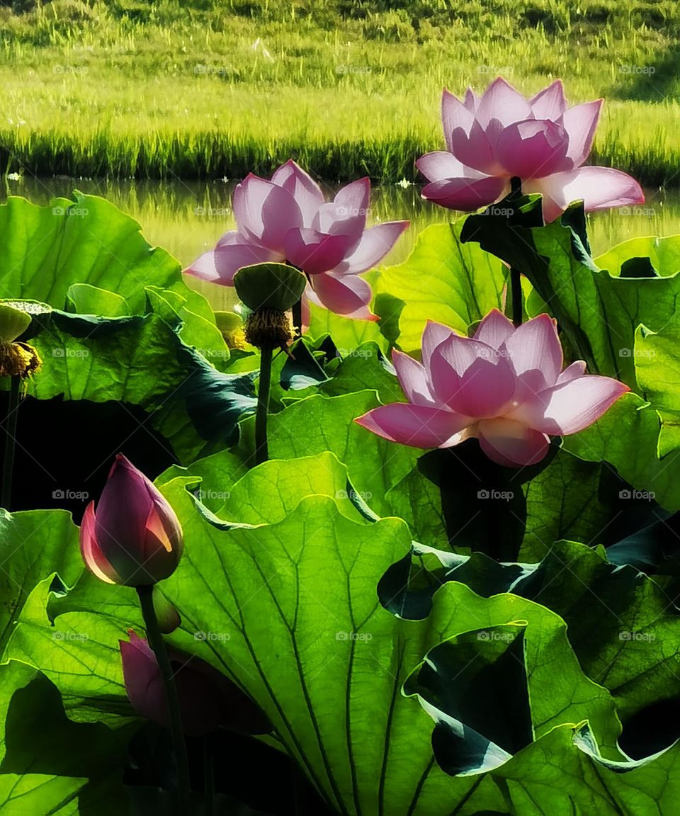 It is the lotus in full bloom, it is a good time for the world.I hope the day is clear, look up to meet all gentle.