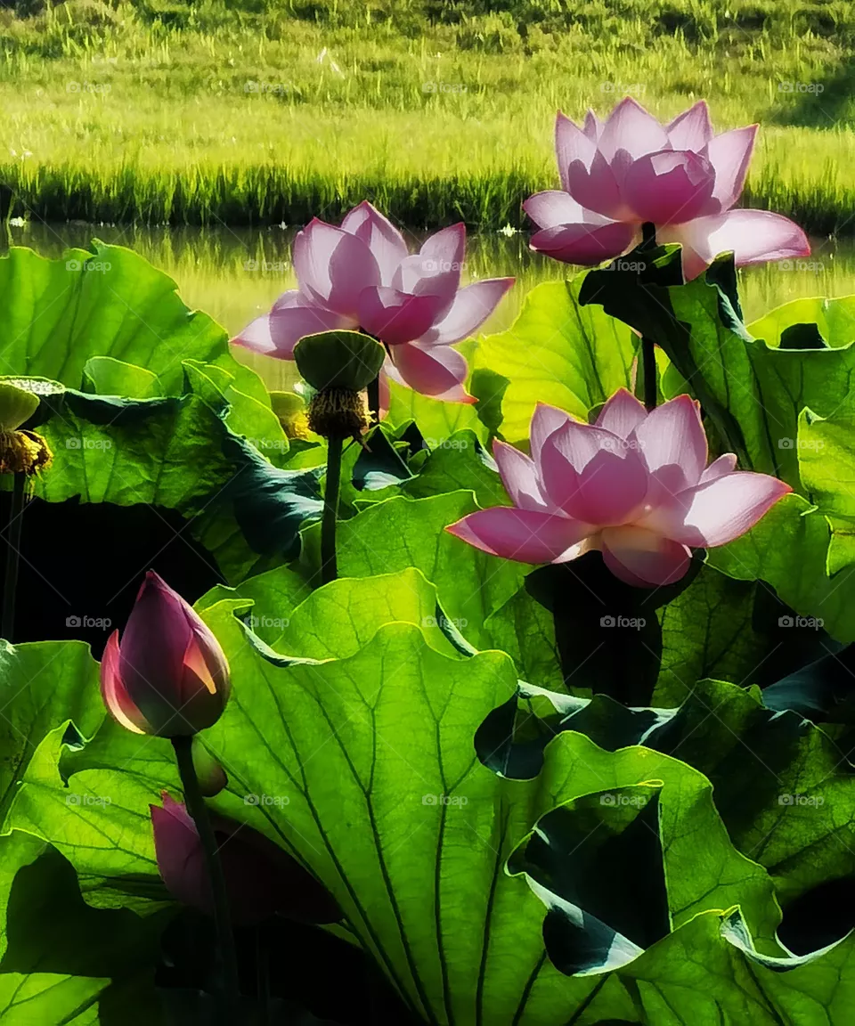 It is the lotus in full bloom, it is a good time for the world.I hope the day is clear, look up to meet all gentle.