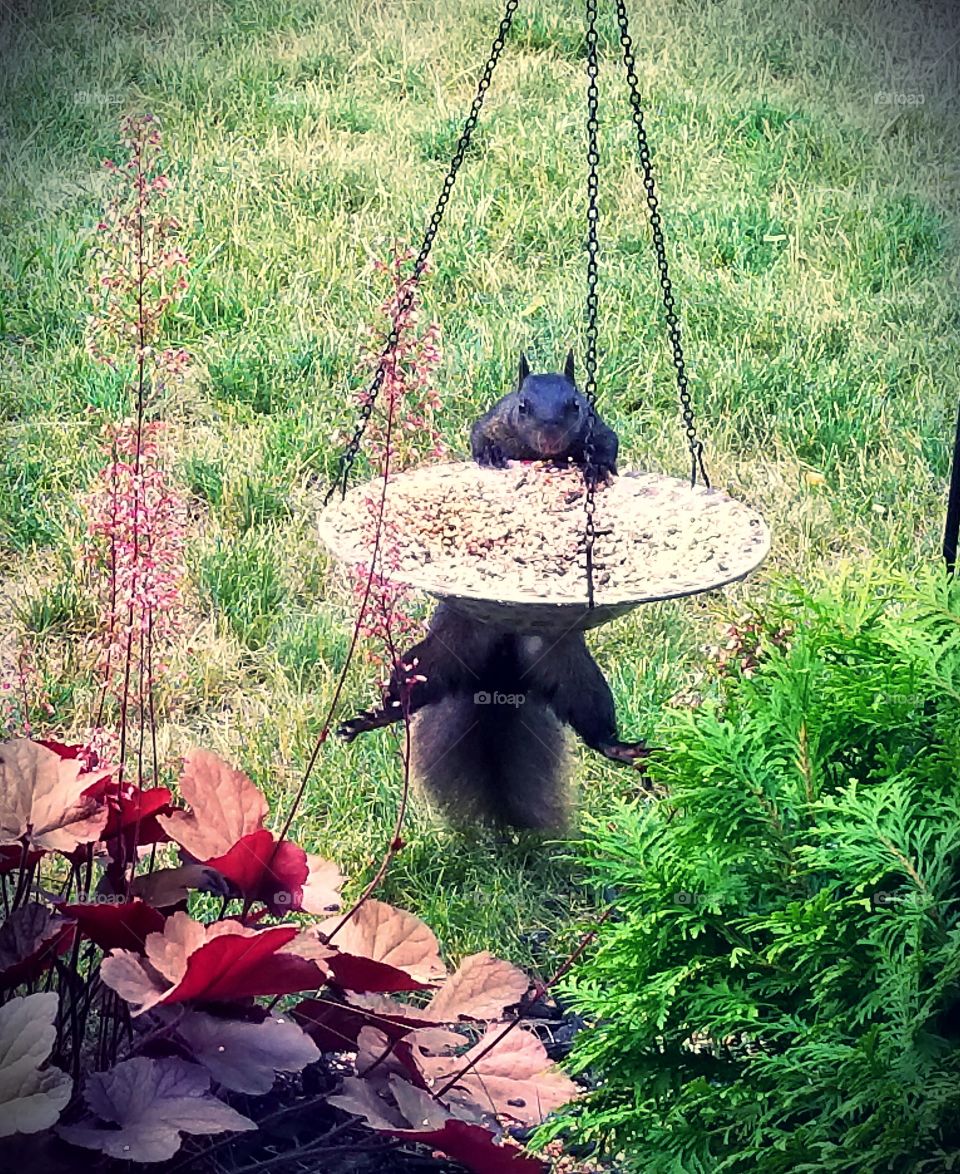Adorable Black Squirrel