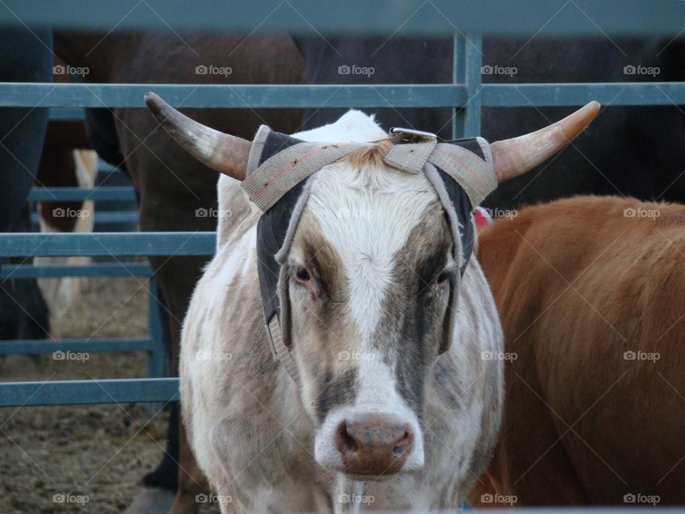 At the rodeo