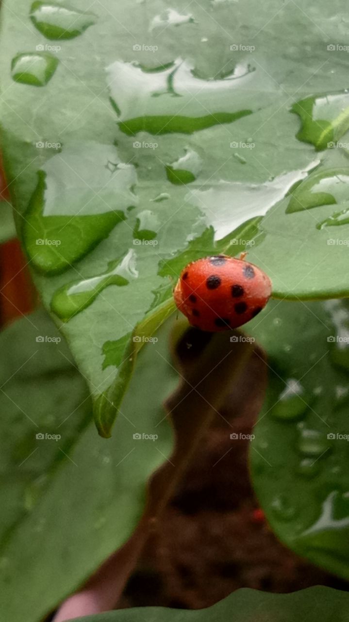 Ladybirds