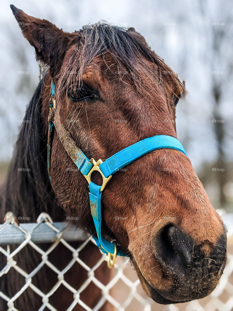 Brown Stallion Beauty