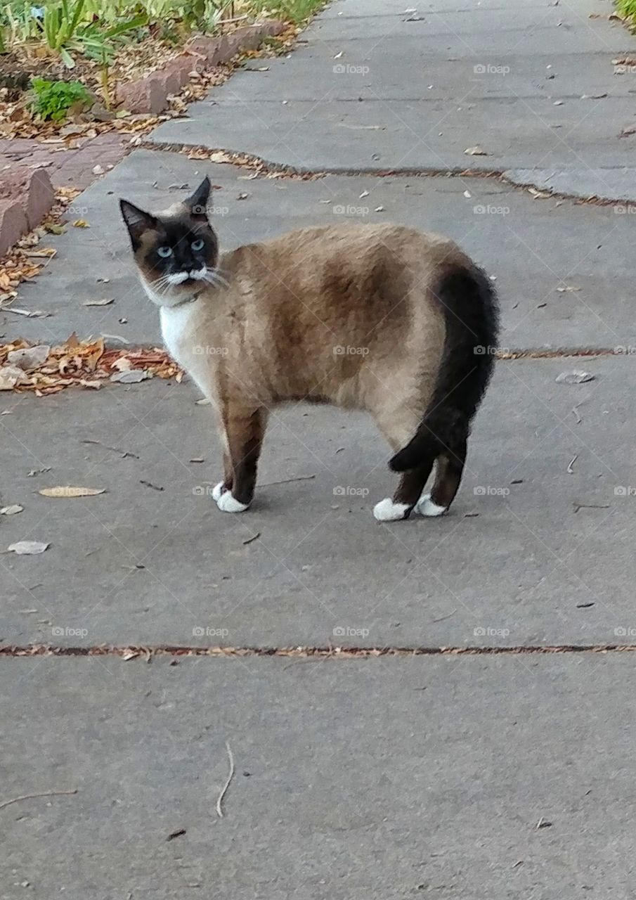 "I'm keeping my eye on you!" says the cat.