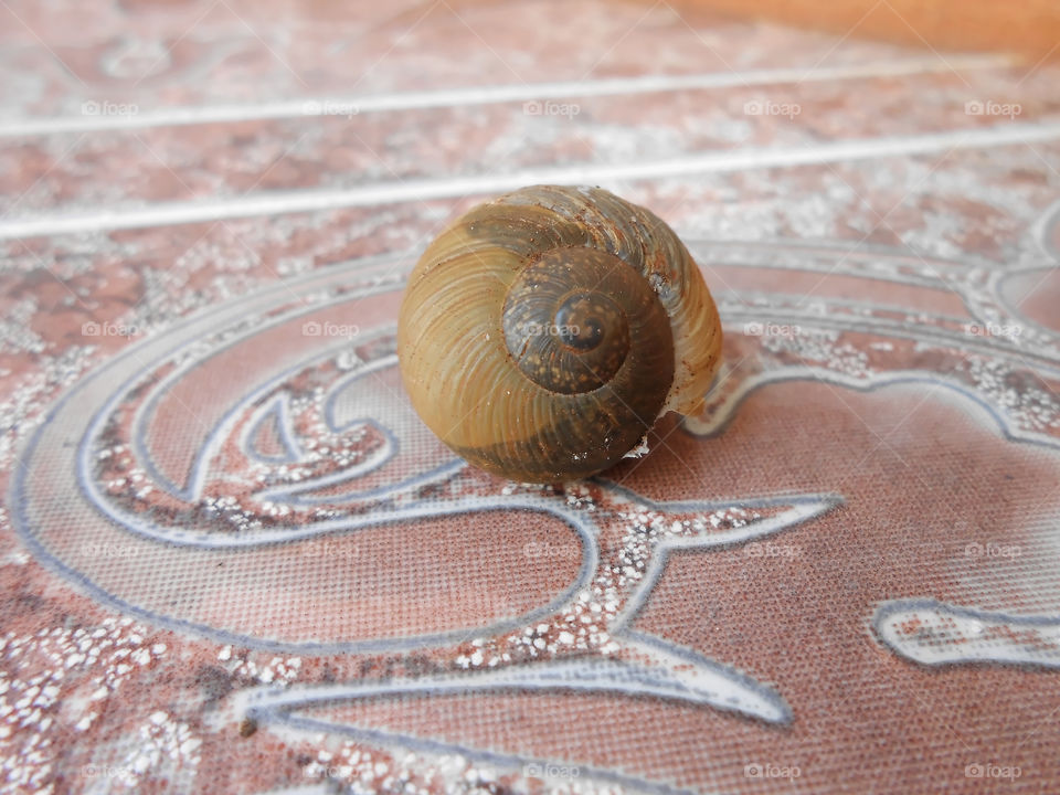 Snail In Shell