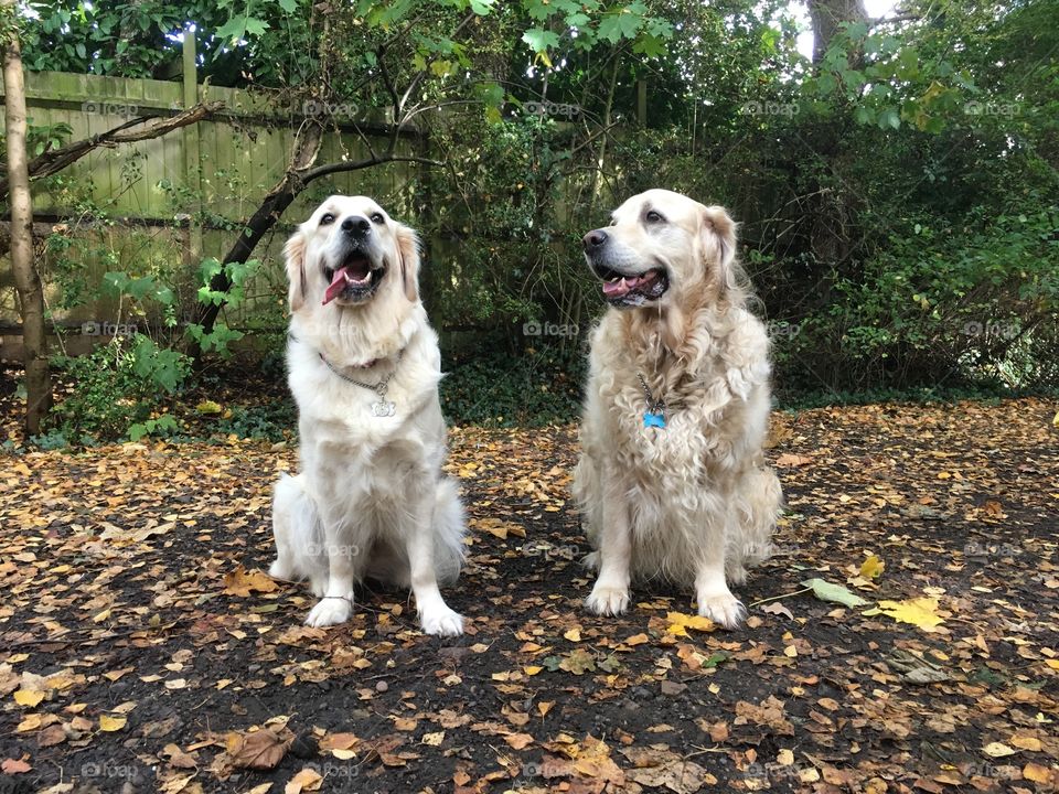 Dog, Pet, Domestic, Animal, Cute