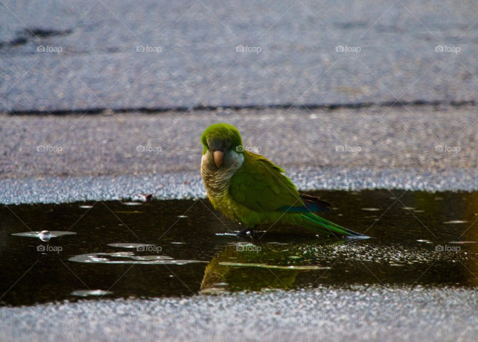 Quaker bathing